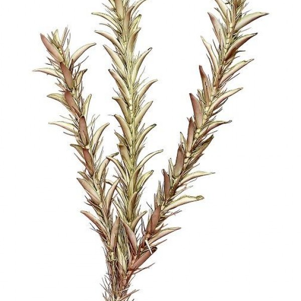 Espiel ΛΟΥΛΟΥΔΙ ΠΡΑΣΙΝΟ